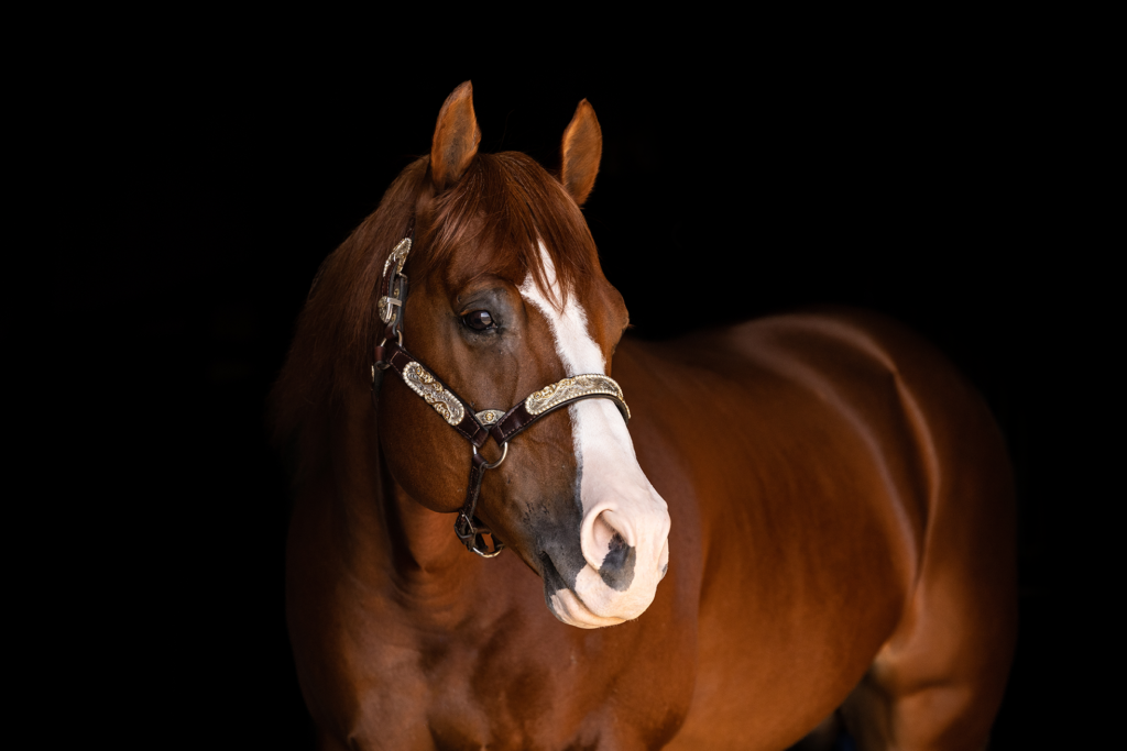 chestnut aqha stallion